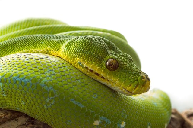 Python データサイエンス 入門 コード エディタ画面