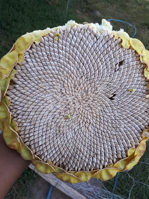 Core Harbor Digital オフィス チームミーティング 議論風景